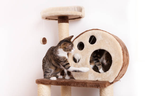 istock Two playful young hangovers play with each other on scratch tree 1132208623