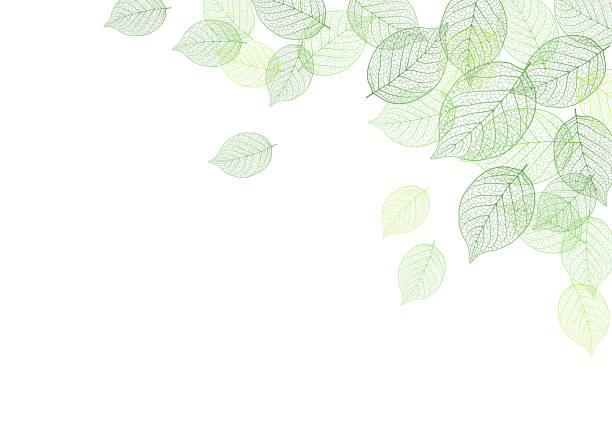 ilustrações de stock, clip art, desenhos animados e ícones de leaf background material - background cosy beauty close up