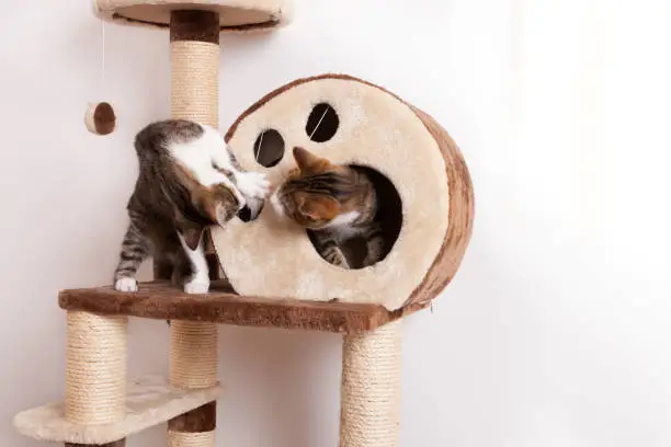two white and brown tigered young cats play together on the scratching post, white background, text space,