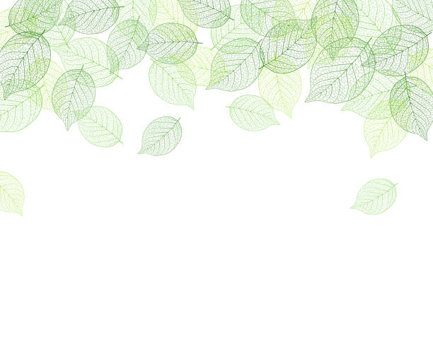 ilustrações de stock, clip art, desenhos animados e ícones de leaf background material - background cosy beauty close up