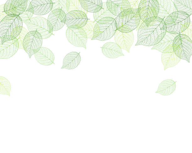 ilustrações de stock, clip art, desenhos animados e ícones de leaf background material - green nature textured leaf