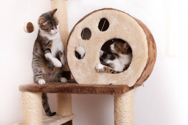 istock Two playful young cats play together on scratch tree 1132208658