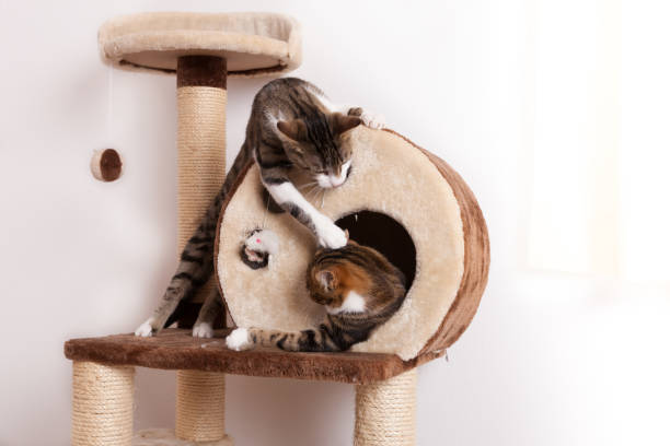 istock Two playful young cats play together on scratch tree 1132208669