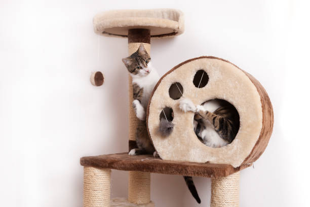 istock Two playful young cats play together on scratch tree 1132208695