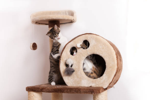 istock Two playful young cats play together on scratch tree 1132208703