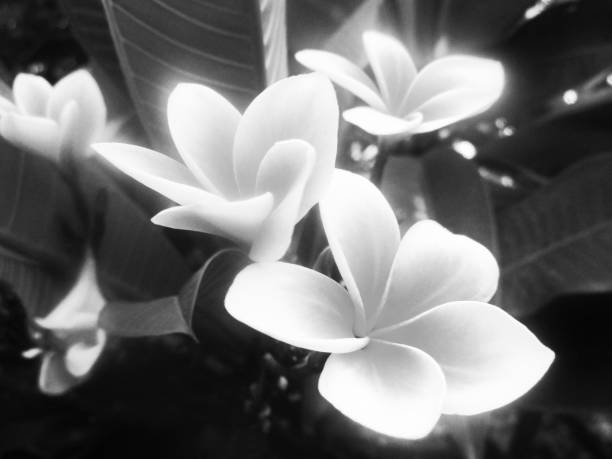 istock Black and white nature,Flowers leaves and plants 1132208741