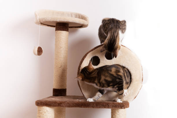istock Two playful young cats play together on scratch tree 1132208841