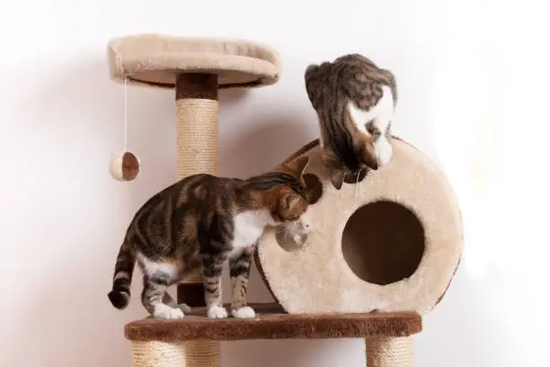 two white and brown tigered young cats play on the scratching post, white background, text space,