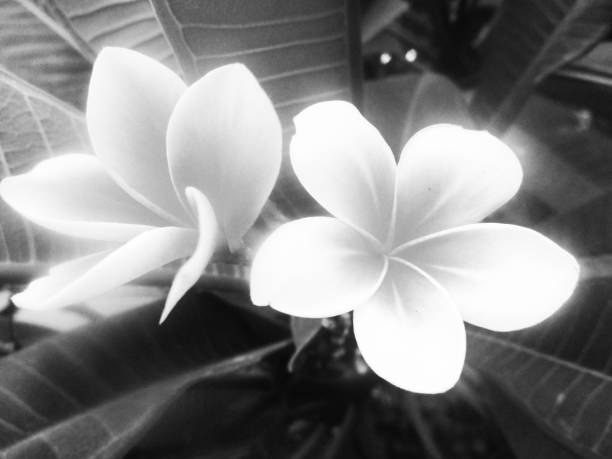istock Black and white nature,Flowers leaves and plants 1132208890
