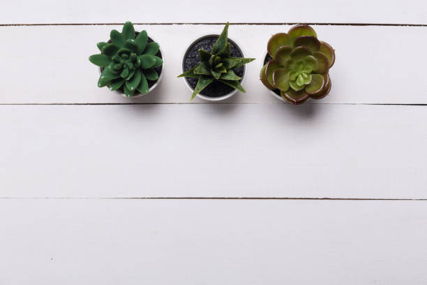 istock succulents banner or header with different plants on wooden background. top view, copyspace for your text 1132208926