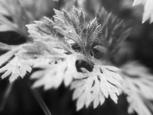 istock Black and white nature,Flowers leaves and plants 1132209141