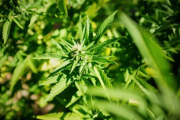marihuana-pflanze in nahaufnahme - bob marley stock-fotos und bilder