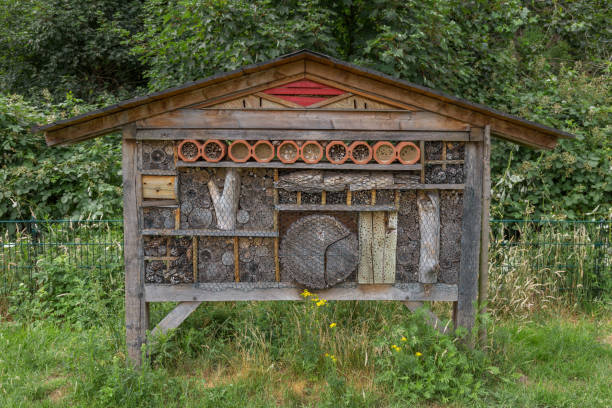 istock Insects box in the open field 1132210441