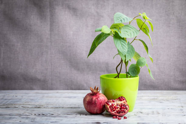 Simple gray background with red pomegranate and flowerpot