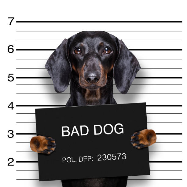 dachshund police mugshot dachshund sausage dog holding a police department banner , as a mugshot photo, at police office corruption photos stock pictures, royalty-free photos & images