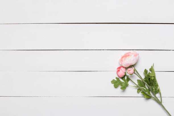 Beautiful pink peony flowers on white table with copy space for your text top view and flat lay style