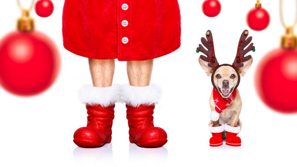 istock christmas santa claus dog 1132211973