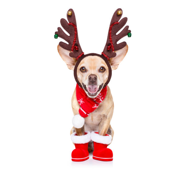 istock christmas santa claus reindeer dog 1132212069