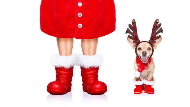 istock christmas santa claus dog 1132212233
