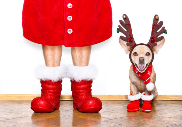istock christmas santa claus dog 1132212931