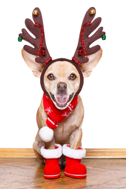 istock christmas santa claus reindeer dog 1132213152