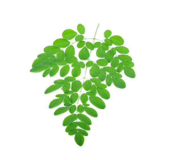 istock Moringa leaves isolated on white background 1132213458
