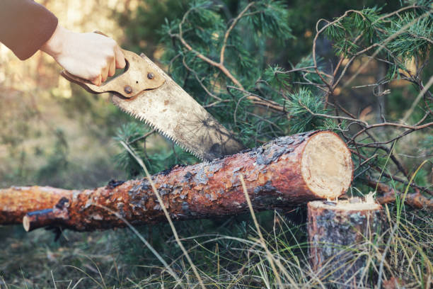 boscaiolo taglio tronco d'albero con sega a mano nella foresta - silviculture foto e immagini stock