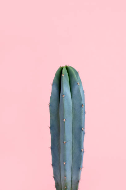 istock Turquoise blue green cactus on pastel pink background 1132213574