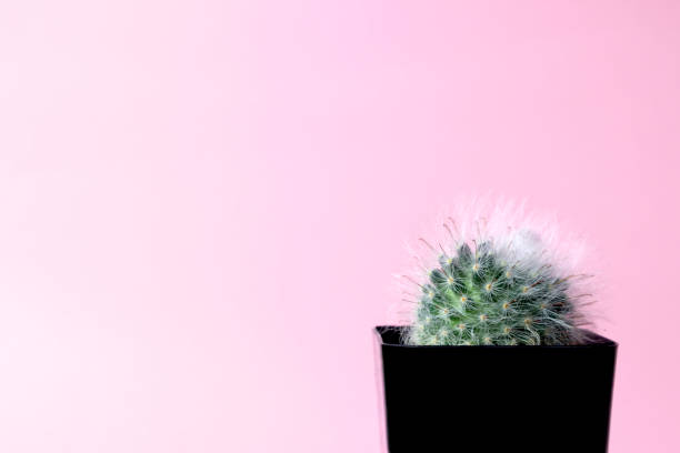 istock Green gymnocalycuim cactus on pastel pink background 1132213577