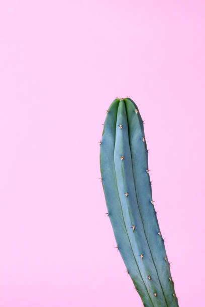istock Turquoise blue green cactus on pastel pink background 1132213578