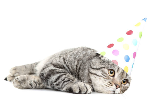 istock Cute cat with birthday cap lying on white background 1132213608