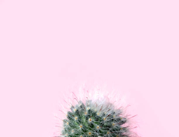 istock Green gymnocalycuim cactus on pastel pink background 1132213612