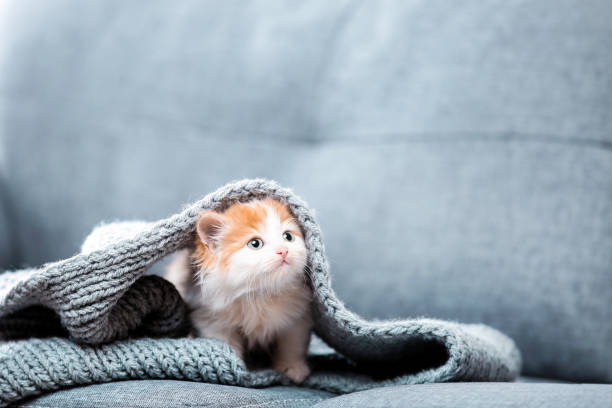 istock Cute kitten with scarf sitting on gray sofa 1132213733