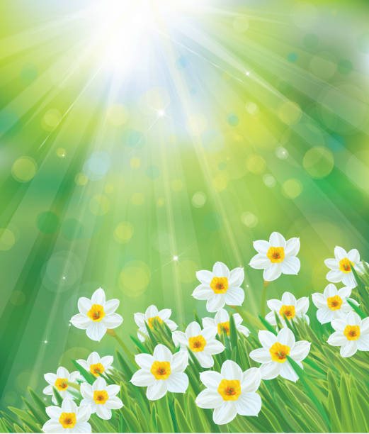봄 배경 벡터 선화 꽃. - daffodil spring backgrounds sky stock illustrations