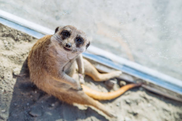 An adult Meerkat basking in the sun.