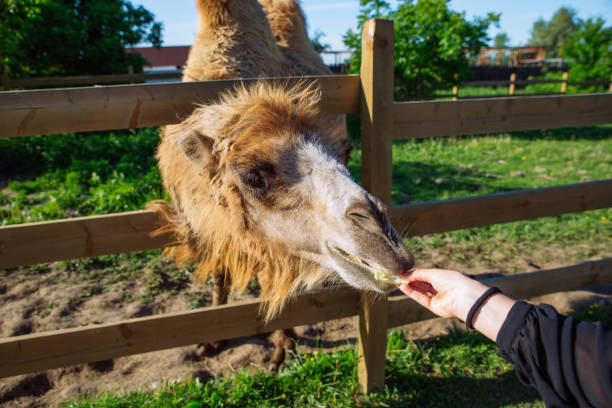 istock camel. feeding animal. weekend in zoo 1132215285