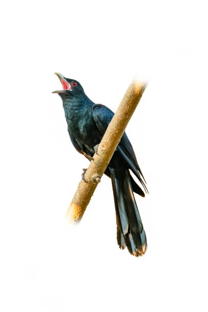 istock Male Asian Koel perching and singing on a perch isolated on white background 1132216524
