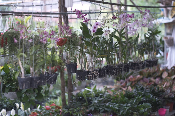 istock Greenhouse with flowers in pots 1132216602