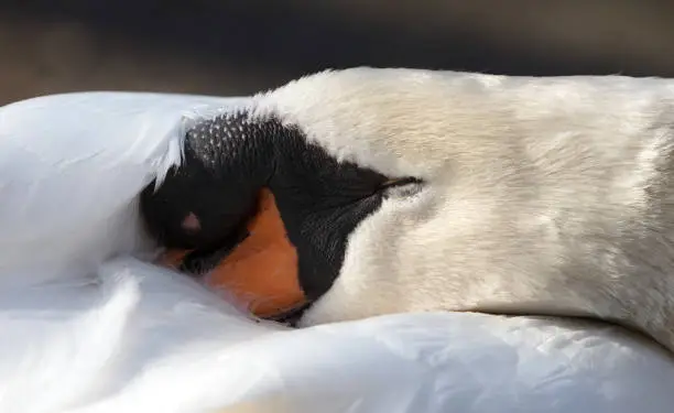 Mute swan sleeping, close-up, selective focus on the eye