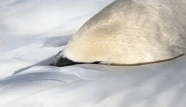 Mute swan sleeping, close-up, selective focus on the eye