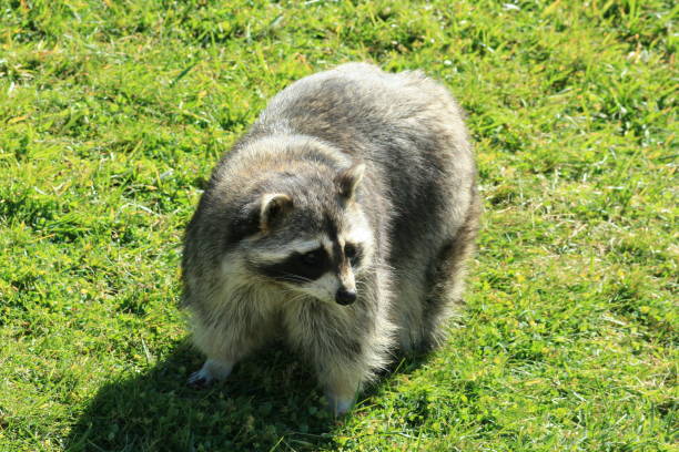 istock raccoon in the sun 1132216746