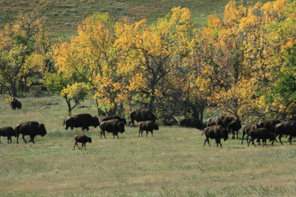 istock Buffalo on the South Dakota hills 1132216864