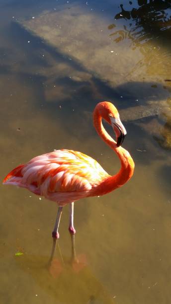 istock pink flamingo 1132217079