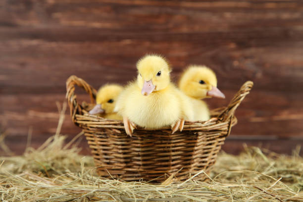 istock Little yellow ducklings in basket on hay 1132217625
