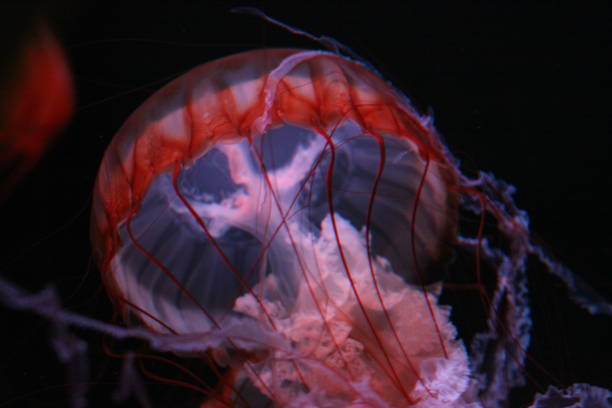 istock jellyfish, pink on black 1132217863