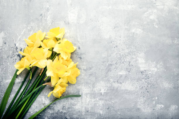 istock Yellow narcissus flowers on grey wooden table 1132218040
