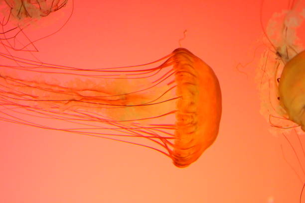 istock striped jellyfish, orange background 1132218083