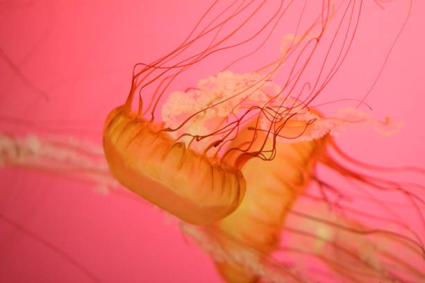 istock striped jellyfish, pink background 1132218092