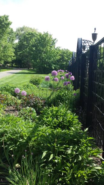 istock purple Allium flowers 1132218488
