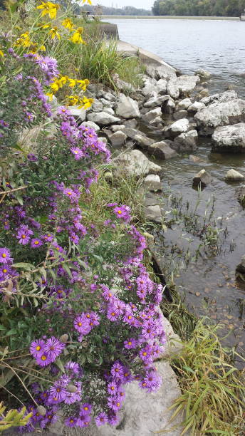 istock purple and yellow wildflowers 1132219253